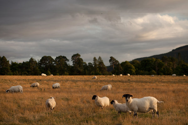 Catharina Mende Schafe für Lambswool Wolldecken in Schottland