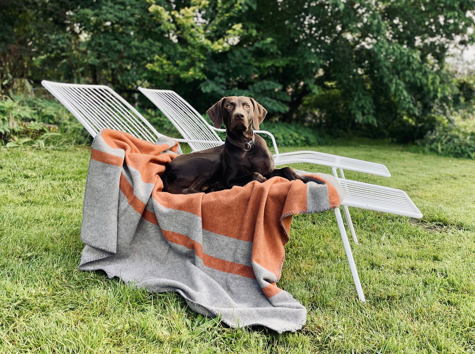 6er Set Weiche Fleecedecken Für Hunde & Katzen – Mit Pfotenabdruck, Waschbar, Größe L (ca. 104x78 Cm)