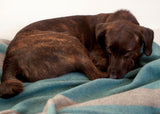 Hundedecke Berlin mit Streifenmuster Grau Petrol und quadratisch aus Merino gewebt für Haustiere und Katzen kuschelig im Hundebett oder auf Reisen im Auto mit Nachhaltigkeit und als das perfekte Geschenk für Haustier Liebhaber und Gaskrise bei Energie Sparen beim Heizen im kalten Winter