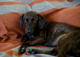 Weiche Hundedecke und Wolldecke aus Merino in orange braun grau  für Hundebett und unterwegs auf Reisen