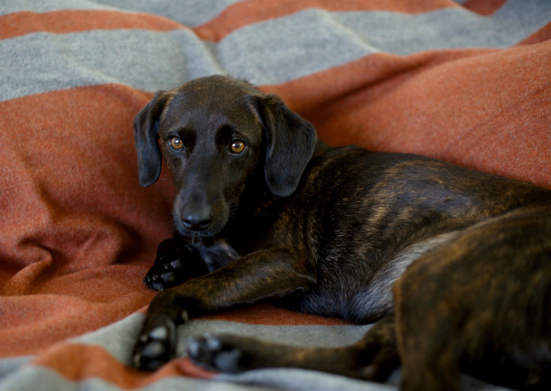 Weiche Hundedecke und Wolldecke aus Merino in orange braun grau  für Hundebett und unterwegs auf Reisen